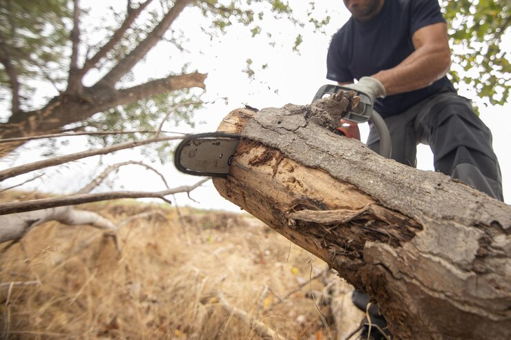 Tree Removal in Mornington Peninsula